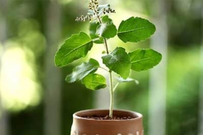 Happy Tulsi Puja Diwas- tulsi pujan diwas